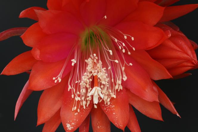 Epicactus-Hybriden Maienfreude 