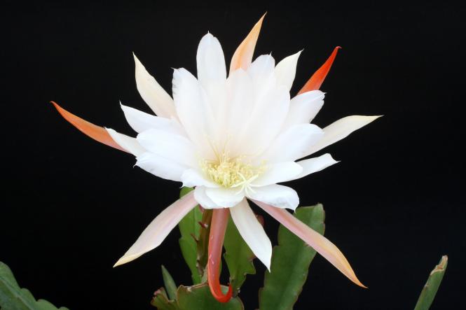 Epicactus-Hybriden Maienfrische 