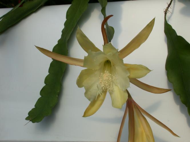 Epicactus-Hybriden Maienglück 