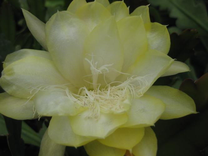 Epicactus-Hybriden Maienmond 