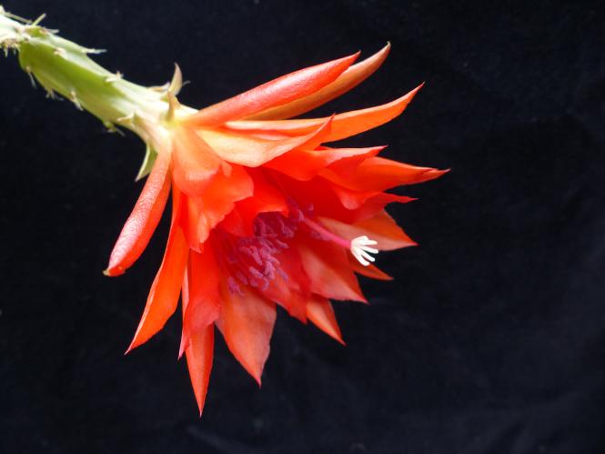 Epicactus-Hybriden Martha Paetz 