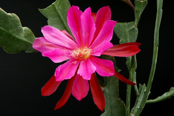 Epicactus-Hybriden Marvelous Mars 