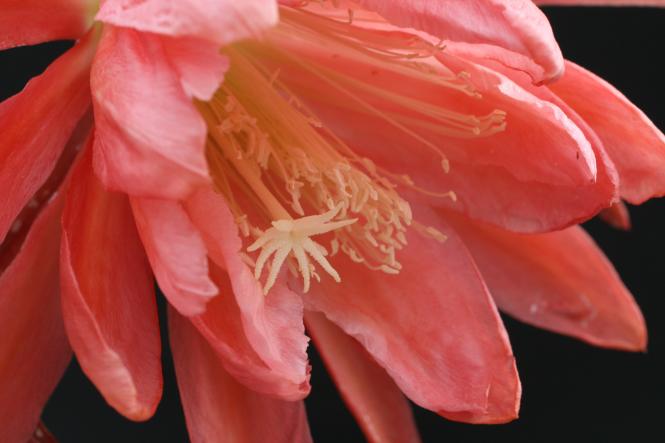 Epicactus-Hybriden Matador 