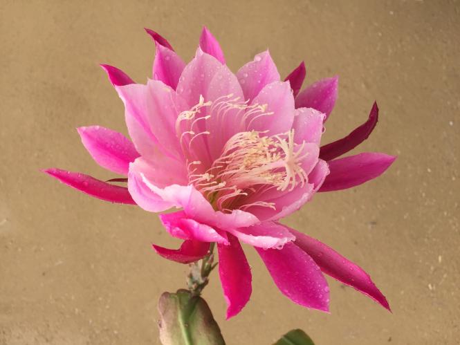 Epicactus-Hybriden Melanie Paetz 