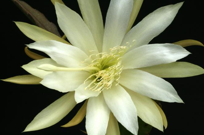 Epicactus-Hybriden Millicent Ballard 