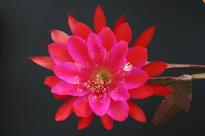 Epicactus-Hybriden Miss Escondido 