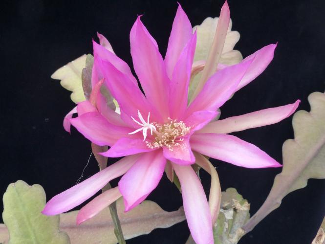 Epicactus-Hybriden Mr. P 