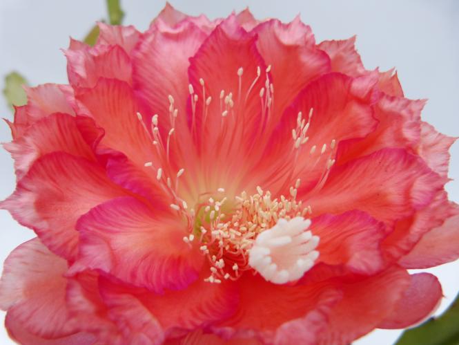 Epicactus-Hybriden My-O-My 