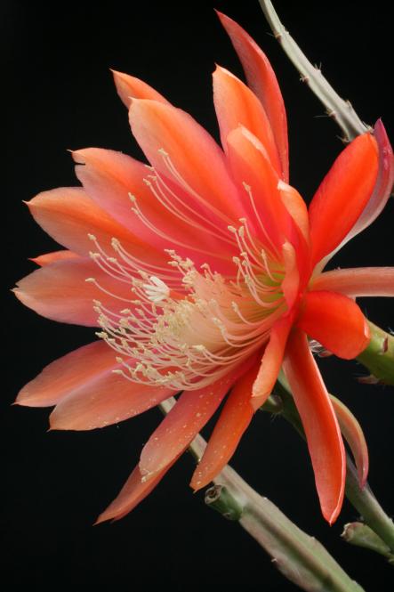 Epicactus-Hybriden Nevada 