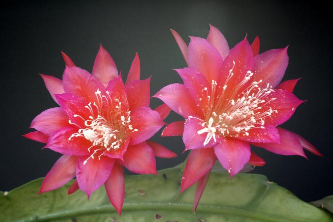 Epicactus-Hybriden Nicole Paetz 