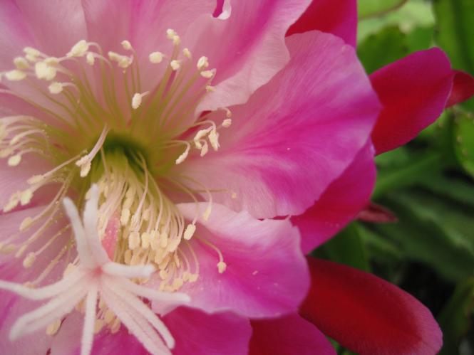 Epicactus-Hybriden Ninja :} 