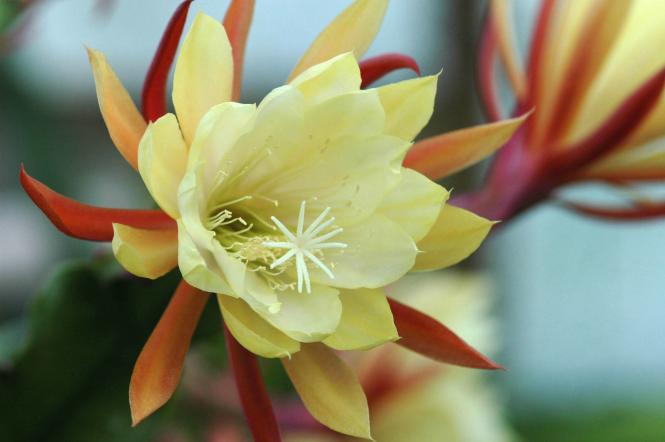 Epicactus-Hybriden Oakleigh Dominator 