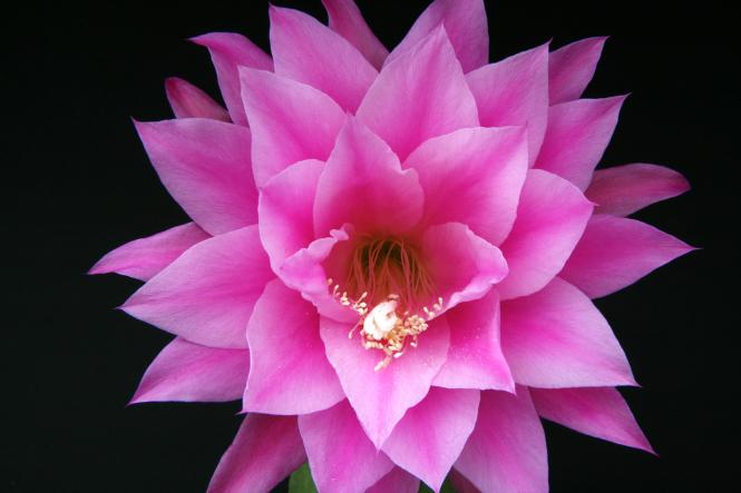 Epicactus-Hybriden Olaf Paetz 