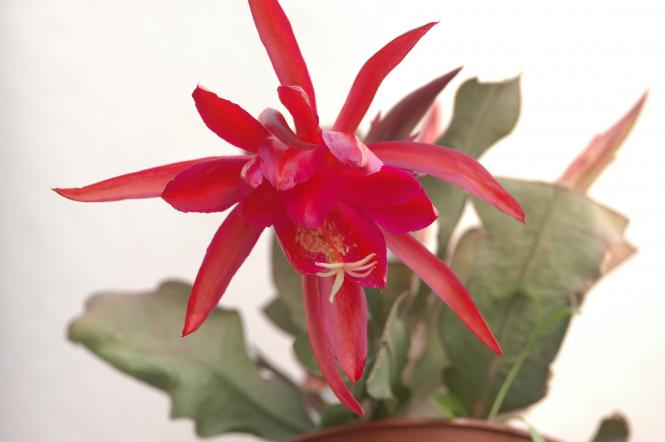 Epicactus-Hybriden Olympia 