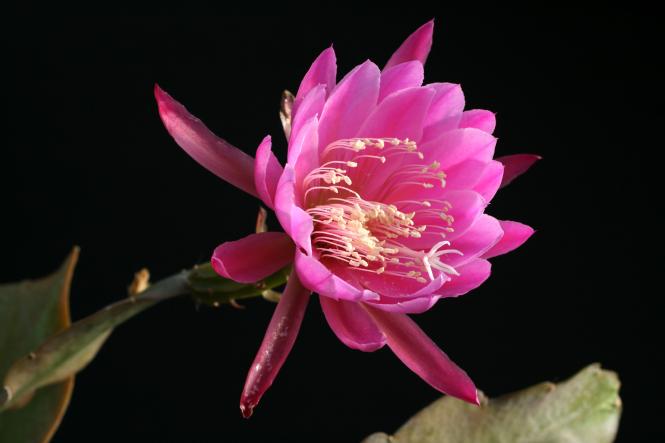 Epicactus-Hybriden Opfergabe 