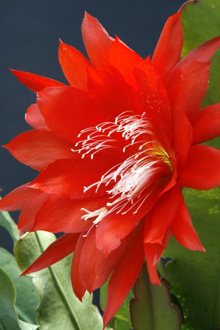 Epicactus-Hybriden Orange Princess 