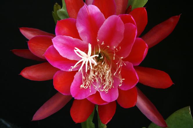 Epicactus-Hybriden Osterfreude 