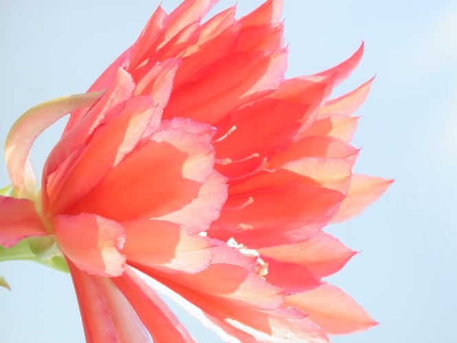 Epicactus-Hybriden Ostrich Feather 