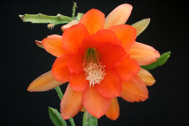 Epicactus-Hybriden Ozark Beauty 