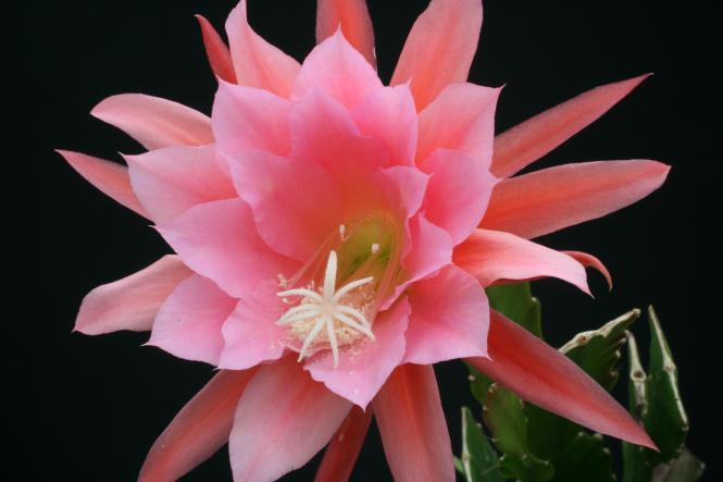 Epicactus-Hybriden Paetzolds Rosi 