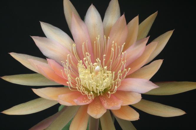 Epicactus-Hybriden Painted Desert 