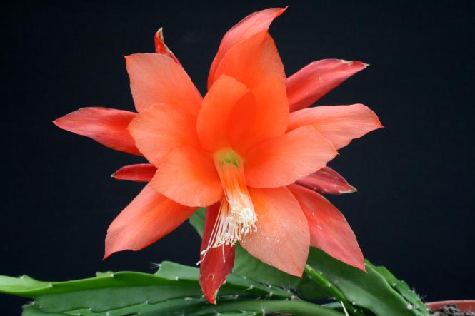 Epicactus-Hybriden Pamela Paetz 