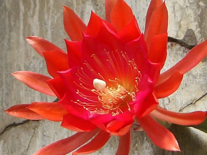 Epicactus-Hybriden Party Piece 