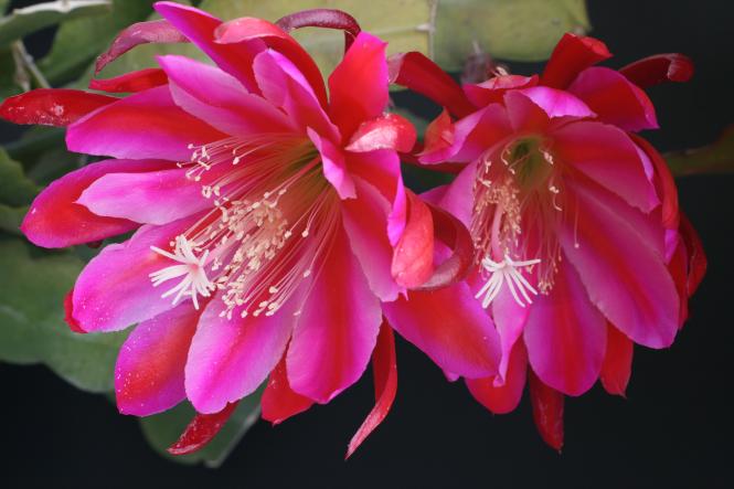 Epicactus-Hybriden Paula Knebel 