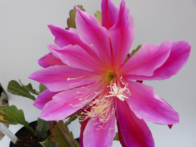 Epicactus-Hybriden Pegasus 