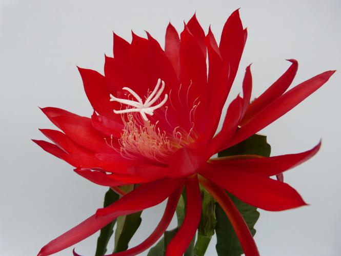 Epicactus-Hybriden Petals Plus 