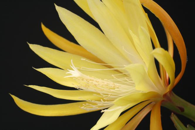 Epicactus-Hybriden Petey Kelly 