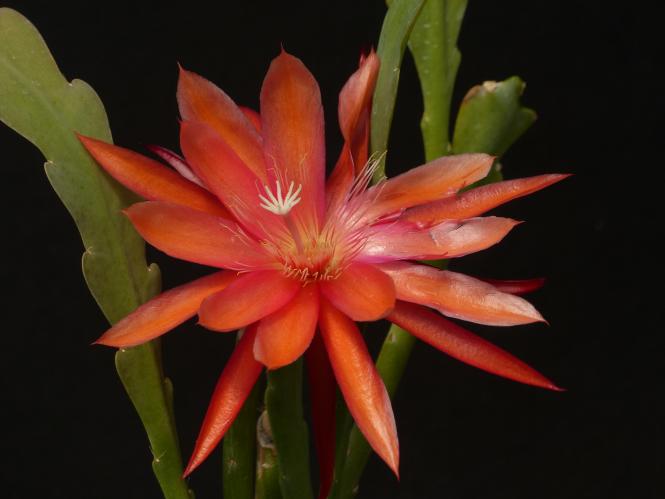 Epicactus-Hybriden Petra 