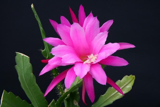 Epicactus-Hybriden Pfau 