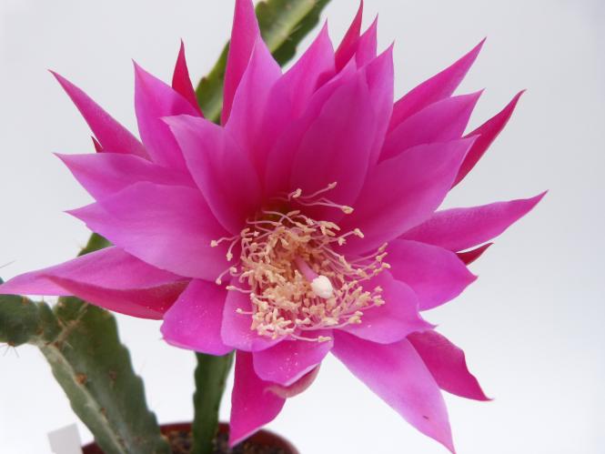 Epicactus-Hybriden Phoenix 