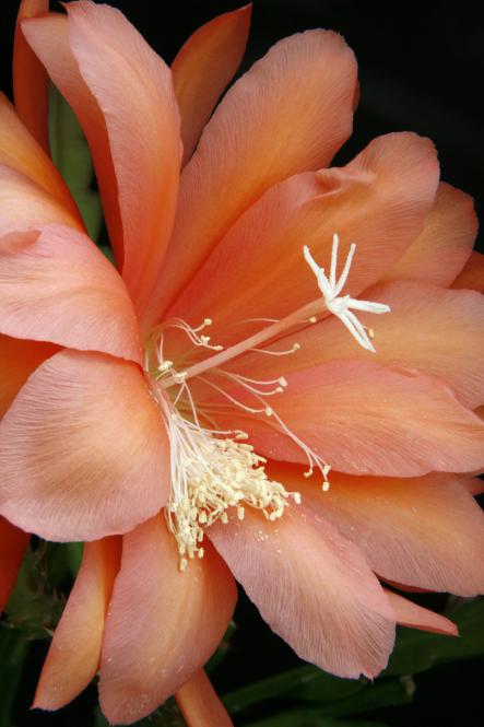 Epicactus-Hybriden Picnic 