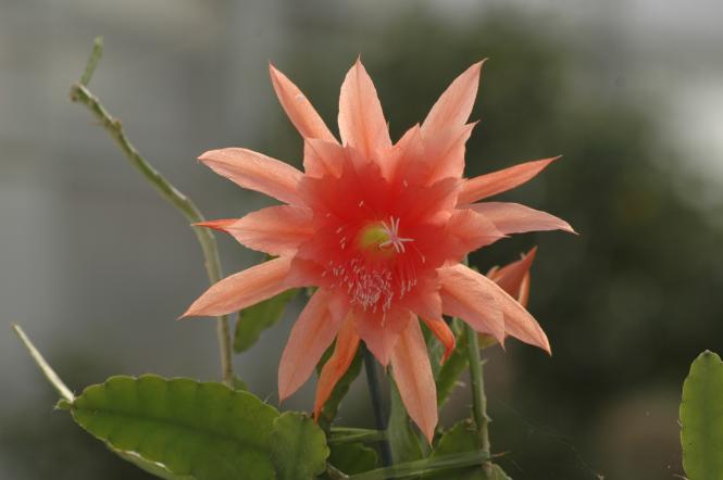 Epicactus-Hybriden Plissita Paetz 