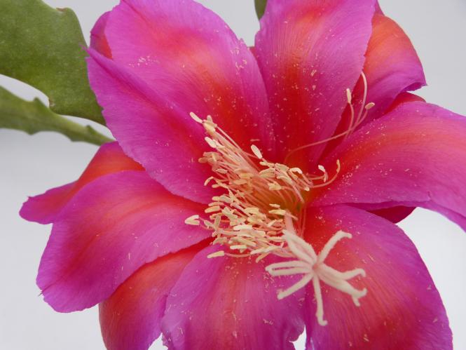 Epicactus-Hybriden Point Loma 