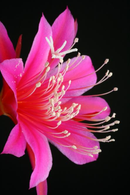 Epicactus-Hybriden Püppi Paetz 