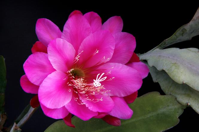 Epicactus-Hybriden Pythias 