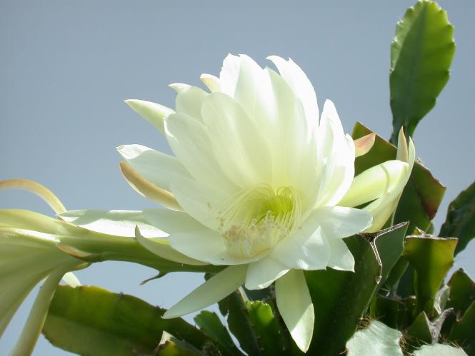 Epicactus-Hybriden Queen Ann 