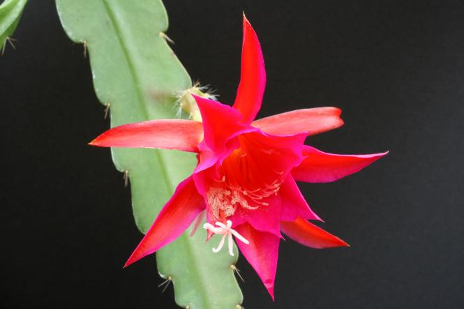 Epicactus-Hybriden Ramona Paetz 