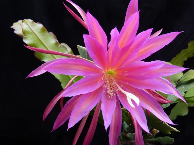 Epicactus-Hybriden Raspberry 