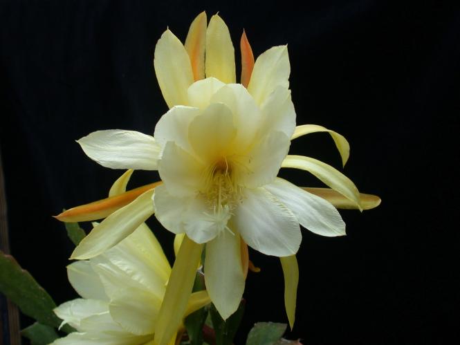 Epicactus-Hybriden Reward 