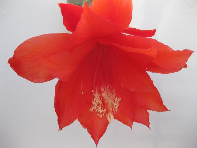 Epicactus-Hybriden Rolf Paetz 