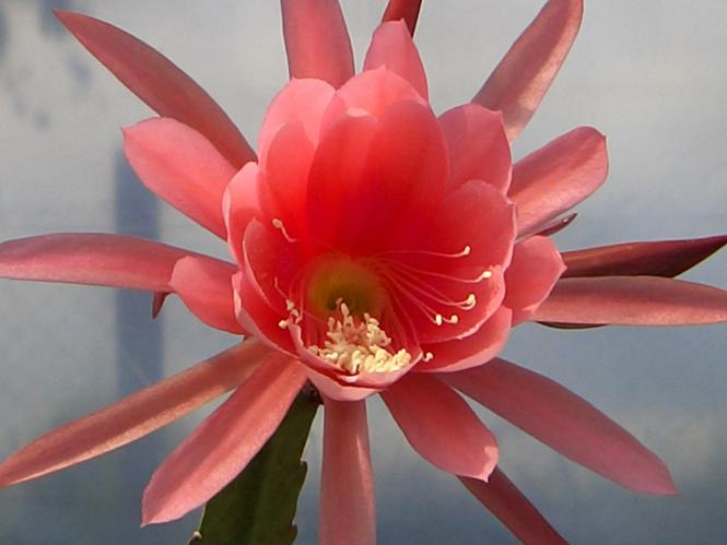 Epicactus-Hybriden Rosalinde 