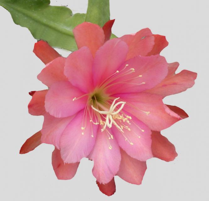 Epicactus-Hybriden Rose Queen 