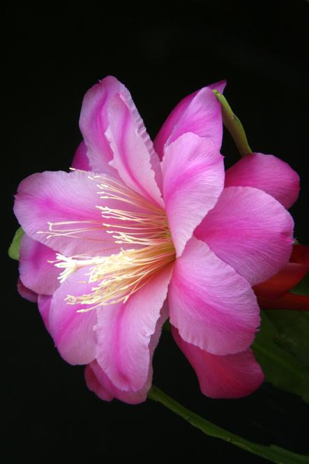 Epicactus-Hybriden Rose Tornado 