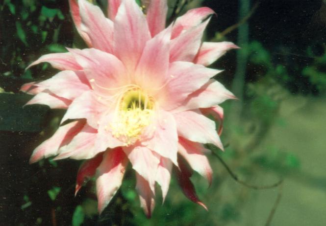 Epicactus-Hybriden Rosita Paetz 