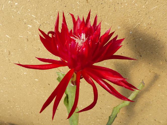 Epicactus-Hybriden Ruby Pinwheel 