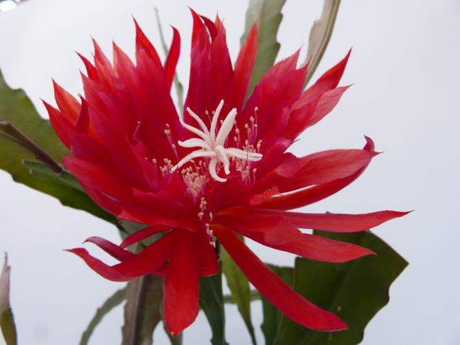 Epicactus-Hybriden Ruby Snowflake 
